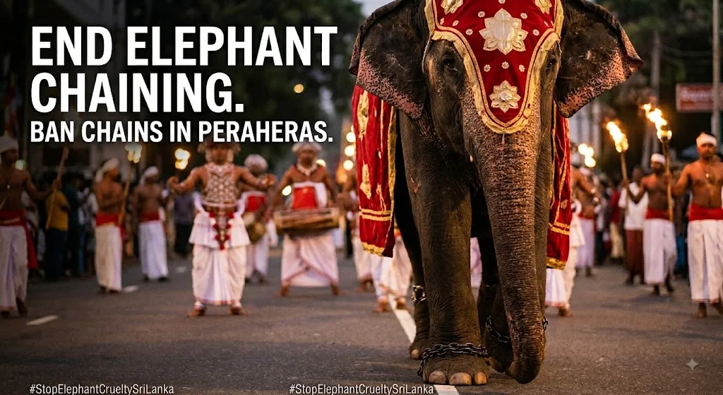 Ban the Chaining of Elephants in Sri Lankan Peraheras